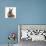 Baby Hedgehog and Young Lionhead-Cross Rabbit-Mark Taylor-Photographic Print displayed on a wall