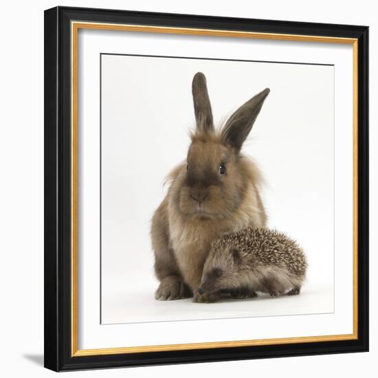 Baby Hedgehog and Young Lionhead-Cross Rabbit-Mark Taylor-Framed Photographic Print