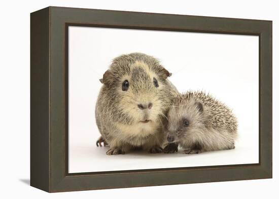 Baby Hedgehog (Erinaceous Europaeus) and Guinea Pig (Cavia Porcellus)-Mark Taylor-Framed Premier Image Canvas