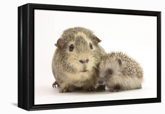 Baby Hedgehog (Erinaceous Europaeus) and Guinea Pig (Cavia Porcellus)-Mark Taylor-Framed Premier Image Canvas