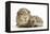 Baby Hedgehog (Erinaceous Europaeus) and Guinea Pig (Cavia Porcellus)-Mark Taylor-Framed Premier Image Canvas