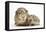 Baby Hedgehog (Erinaceous Europaeus) and Guinea Pig (Cavia Porcellus)-Mark Taylor-Framed Premier Image Canvas