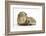 Baby Hedgehog (Erinaceous Europaeus) and Guinea Pig (Cavia Porcellus)-Mark Taylor-Framed Photographic Print