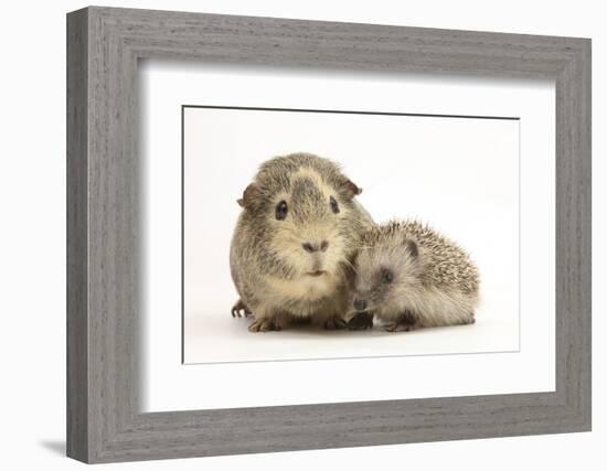 Baby Hedgehog (Erinaceous Europaeus) and Guinea Pig (Cavia Porcellus)-Mark Taylor-Framed Photographic Print