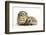 Baby Hedgehog (Erinaceous Europaeus) and Guinea Pig (Cavia Porcellus)-Mark Taylor-Framed Photographic Print