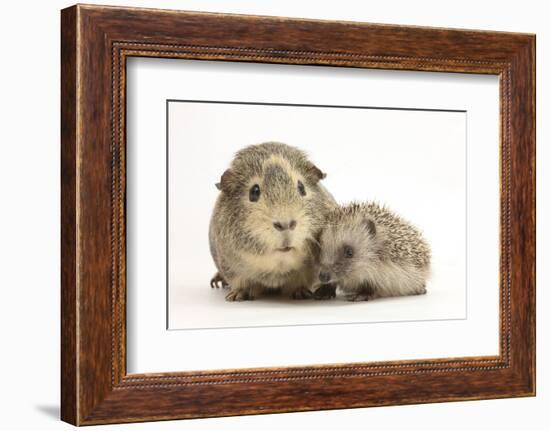 Baby Hedgehog (Erinaceous Europaeus) and Guinea Pig (Cavia Porcellus)-Mark Taylor-Framed Photographic Print