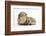 Baby Hedgehog (Erinaceous Europaeus) and Guinea Pig (Cavia Porcellus)-Mark Taylor-Framed Photographic Print