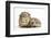 Baby Hedgehog (Erinaceous Europaeus) and Guinea Pig (Cavia Porcellus)-Mark Taylor-Framed Photographic Print