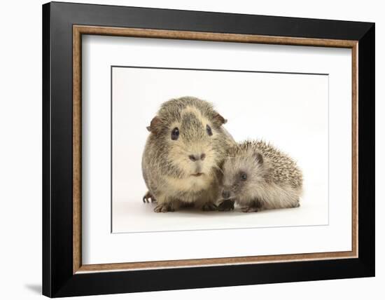 Baby Hedgehog (Erinaceous Europaeus) and Guinea Pig (Cavia Porcellus)-Mark Taylor-Framed Photographic Print