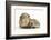 Baby Hedgehog (Erinaceous Europaeus) and Guinea Pig (Cavia Porcellus)-Mark Taylor-Framed Photographic Print