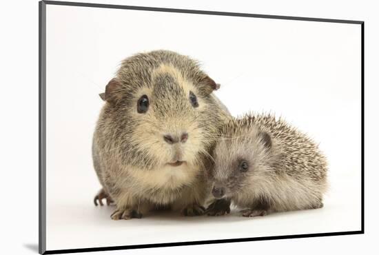 Baby Hedgehog (Erinaceous Europaeus) and Guinea Pig (Cavia Porcellus)-Mark Taylor-Mounted Photographic Print