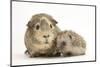 Baby Hedgehog (Erinaceous Europaeus) and Guinea Pig (Cavia Porcellus)-Mark Taylor-Mounted Photographic Print