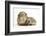 Baby Hedgehog (Erinaceous Europaeus) and Guinea Pig (Cavia Porcellus)-Mark Taylor-Framed Photographic Print