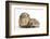 Baby Hedgehog (Erinaceous Europaeus) and Guinea Pig (Cavia Porcellus)-Mark Taylor-Framed Photographic Print