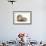 Baby Hedgehog (Erinaceous Europaeus) and Guinea Pig (Cavia Porcellus)-Mark Taylor-Framed Photographic Print displayed on a wall