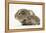 Baby Hedgehog (Erinaceus Europaeus) and Guinea Pig, Walking in Profile-Mark Taylor-Framed Premier Image Canvas