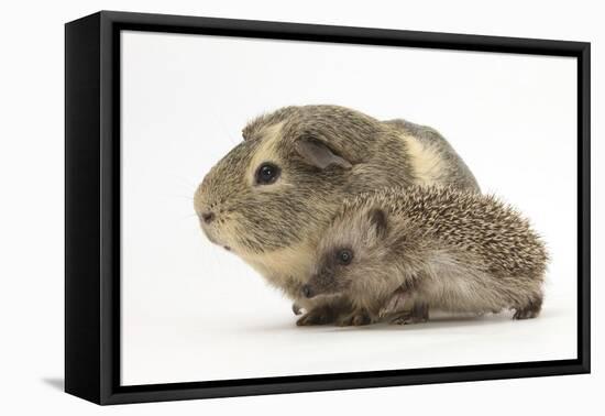 Baby Hedgehog (Erinaceus Europaeus) and Guinea Pig, Walking in Profile-Mark Taylor-Framed Premier Image Canvas