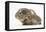 Baby Hedgehog (Erinaceus Europaeus) and Guinea Pig, Walking in Profile-Mark Taylor-Framed Premier Image Canvas