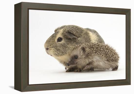 Baby Hedgehog (Erinaceus Europaeus) and Guinea Pig, Walking in Profile-Mark Taylor-Framed Premier Image Canvas