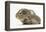 Baby Hedgehog (Erinaceus Europaeus) and Guinea Pig, Walking in Profile-Mark Taylor-Framed Premier Image Canvas