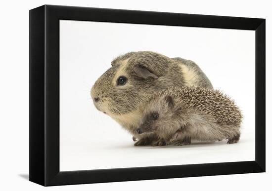 Baby Hedgehog (Erinaceus Europaeus) and Guinea Pig, Walking in Profile-Mark Taylor-Framed Premier Image Canvas