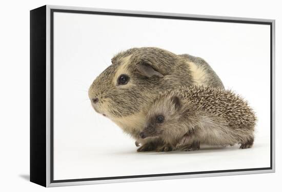 Baby Hedgehog (Erinaceus Europaeus) and Guinea Pig, Walking in Profile-Mark Taylor-Framed Premier Image Canvas