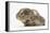 Baby Hedgehog (Erinaceus Europaeus) and Guinea Pig, Walking in Profile-Mark Taylor-Framed Premier Image Canvas