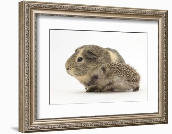 Baby Hedgehog (Erinaceus Europaeus) and Guinea Pig, Walking in Profile-Mark Taylor-Framed Photographic Print