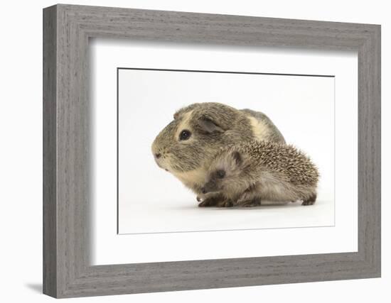 Baby Hedgehog (Erinaceus Europaeus) and Guinea Pig, Walking in Profile-Mark Taylor-Framed Photographic Print