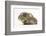 Baby Hedgehog (Erinaceus Europaeus) and Guinea Pig, Walking in Profile-Mark Taylor-Framed Photographic Print