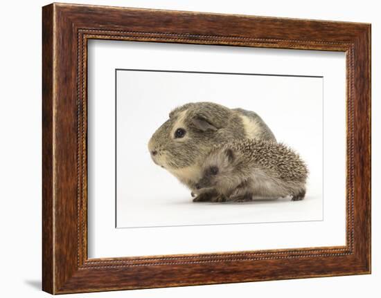 Baby Hedgehog (Erinaceus Europaeus) and Guinea Pig, Walking in Profile-Mark Taylor-Framed Photographic Print