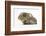 Baby Hedgehog (Erinaceus Europaeus) and Guinea Pig, Walking in Profile-Mark Taylor-Framed Photographic Print