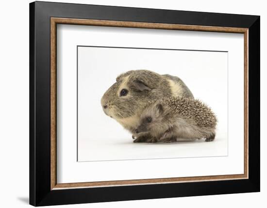 Baby Hedgehog (Erinaceus Europaeus) and Guinea Pig, Walking in Profile-Mark Taylor-Framed Photographic Print