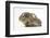 Baby Hedgehog (Erinaceus Europaeus) and Guinea Pig, Walking in Profile-Mark Taylor-Framed Photographic Print