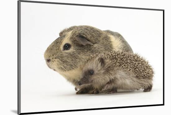 Baby Hedgehog (Erinaceus Europaeus) and Guinea Pig, Walking in Profile-Mark Taylor-Mounted Photographic Print