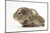 Baby Hedgehog (Erinaceus Europaeus) and Guinea Pig, Walking in Profile-Mark Taylor-Mounted Photographic Print