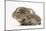 Baby Hedgehog (Erinaceus Europaeus) and Guinea Pig, Walking in Profile-Mark Taylor-Mounted Photographic Print