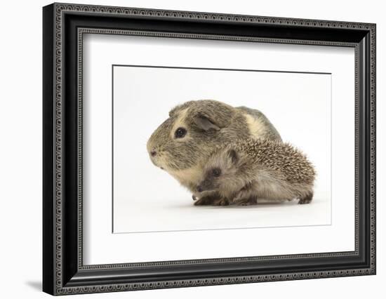 Baby Hedgehog (Erinaceus Europaeus) and Guinea Pig, Walking in Profile-Mark Taylor-Framed Photographic Print