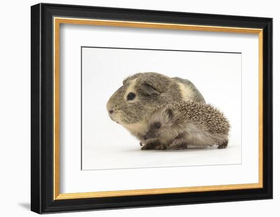 Baby Hedgehog (Erinaceus Europaeus) and Guinea Pig, Walking in Profile-Mark Taylor-Framed Photographic Print