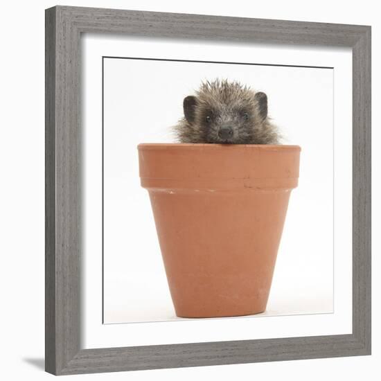 Baby Hedgehog (Erinaceus Europaeus) in a Flowerpot-Mark Taylor-Framed Photographic Print