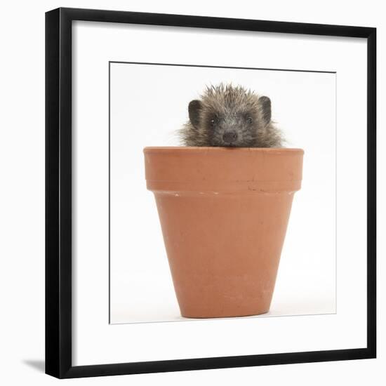 Baby Hedgehog (Erinaceus Europaeus) in a Flowerpot-Mark Taylor-Framed Photographic Print