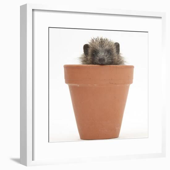Baby Hedgehog (Erinaceus Europaeus) in a Flowerpot-Mark Taylor-Framed Photographic Print