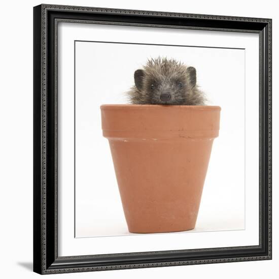 Baby Hedgehog (Erinaceus Europaeus) in a Flowerpot-Mark Taylor-Framed Photographic Print