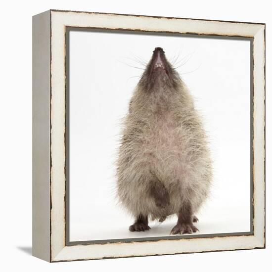 Baby Hedgehog (Erinaceus Europaeus), Nose Up, Sniffing the Air-Mark Taylor-Framed Premier Image Canvas