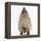 Baby Hedgehog (Erinaceus Europaeus), Nose Up, Sniffing the Air-Mark Taylor-Framed Premier Image Canvas