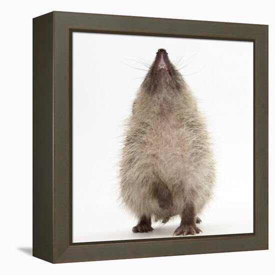 Baby Hedgehog (Erinaceus Europaeus), Nose Up, Sniffing the Air-Mark Taylor-Framed Premier Image Canvas