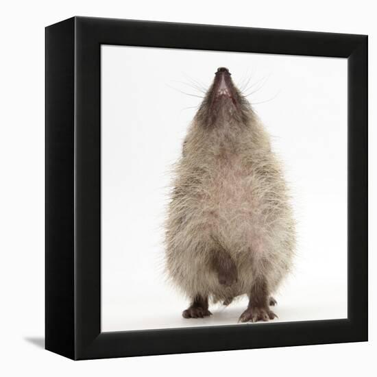 Baby Hedgehog (Erinaceus Europaeus), Nose Up, Sniffing the Air-Mark Taylor-Framed Premier Image Canvas