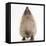 Baby Hedgehog (Erinaceus Europaeus), Nose Up, Sniffing the Air-Mark Taylor-Framed Premier Image Canvas