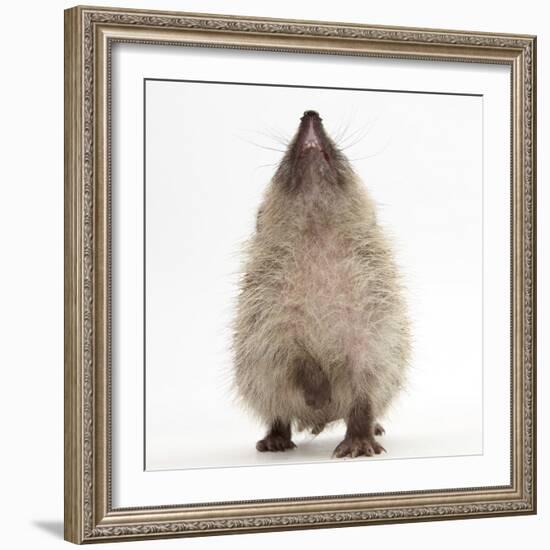 Baby Hedgehog (Erinaceus Europaeus), Nose Up, Sniffing the Air-Mark Taylor-Framed Photographic Print