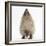 Baby Hedgehog (Erinaceus Europaeus), Nose Up, Sniffing the Air-Mark Taylor-Framed Photographic Print